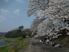 尾関山公園の桜の口コミ一覧 じゃらんnet