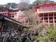 スヌ夫さんの祐徳稲荷神社の桜への投稿写真2
