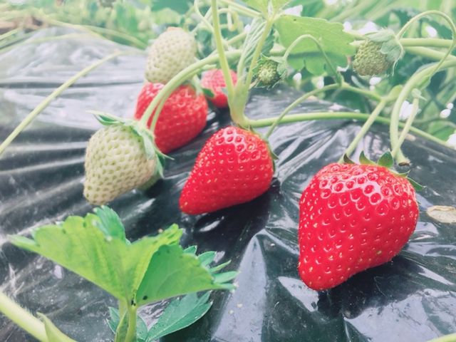 �Â��������A�������������ł��B�܂����̂������̎����ɗ������B_���c�_��