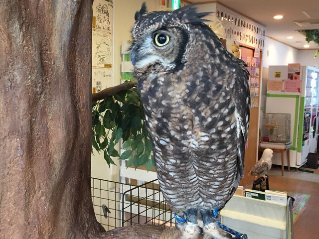 Ɏ̋@_ӂ낤̂XJtFÉhX