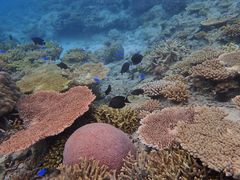 oq񂳂Kofa@and PuPuւ̓eʐ^1