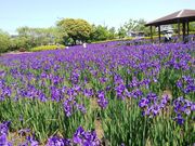 ���傤����̑��������̃A�����̓��e�ʐ^1