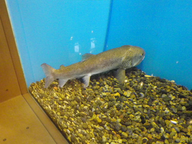 �C�g�E����_�����ΔȃG�R�~���[�W�A���Z���^�[