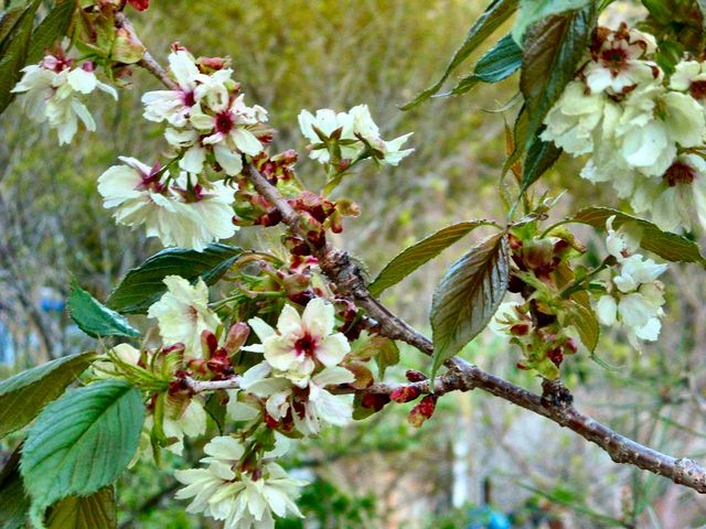 ̖̂n搅n݂̂ǂ̍̓eʐ^1