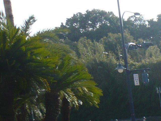�C�N�X�s�A���̎���ɂ̓��V�̖؂�����܂��B_�C�N�X�s�A��