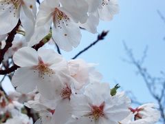 ��������̎O�r�����̍��ւ̓��e�ʐ^1