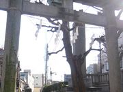 �A���X����̔��E�_�Ёi�q�l�匠���j�̓��e�ʐ^1