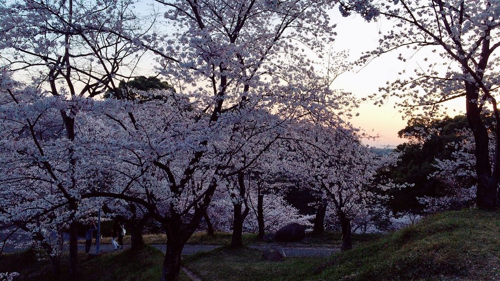 蛇ケ谷公園の桜