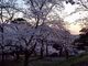 ララさんの蛇ケ谷公園の桜への投稿写真3