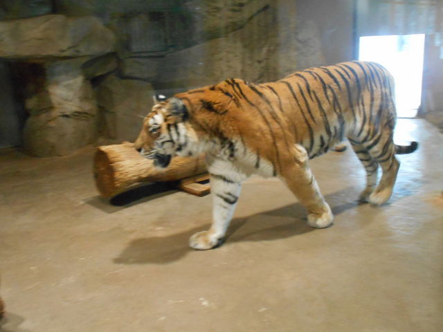 �A�N�e�B�u�ȃg��_�~�R������