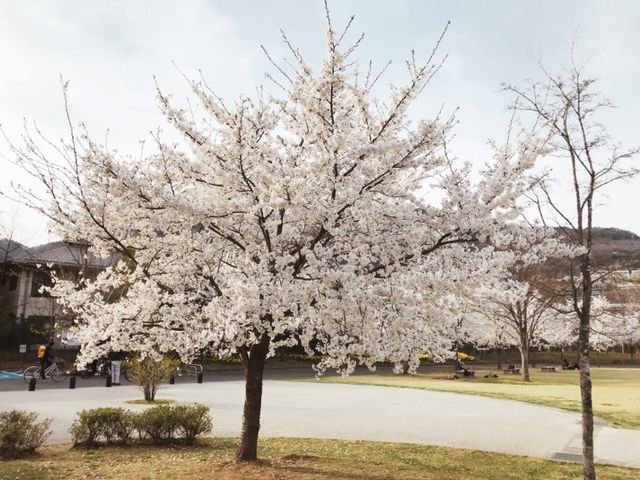 満開の桜_城山公園（長野県長野市）