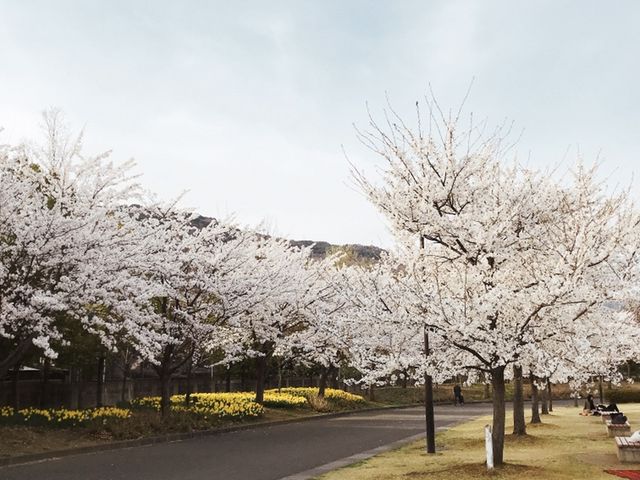 ずらーっと植えられた桜が満開とても綺麗_城山公園（長野県長野市）