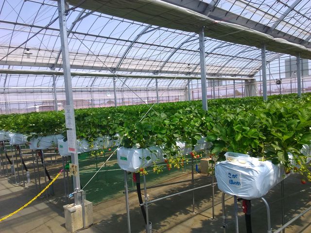 ăC`S肪ł܂_₿悢t@[