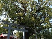 񂳂̎uzȗNX̓eʐ^1