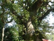 񂳂̎uzȗNX̓eʐ^3