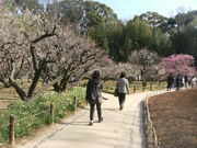 ibokorori����̌�y���̔~�E���E�c�c�W�̓��e�ʐ^1