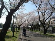 ��������񂳂�̕�q�u�̍��̓��e�ʐ^1