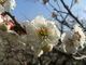 ibokororiさんの後楽園の梅・桜・ツツジへの投稿写真3