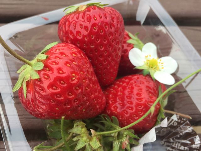 �l�ꂽ�C�`�S�ł��B�傫�����Â��Ĕ��������I_�c���_��