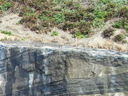 sumi̐{ztFXt߁^Ԃ̓eʐ^1