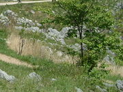 sumȉHg䎩Rώ@Hm|Rt߁n̓eʐ^1