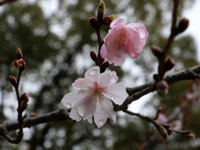 ��F�ł�_���s�䏊