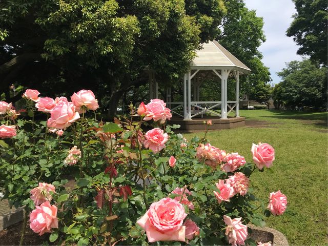 �y�R������z�K�N�̖��́w�͂܂݂炢�x_�R�����