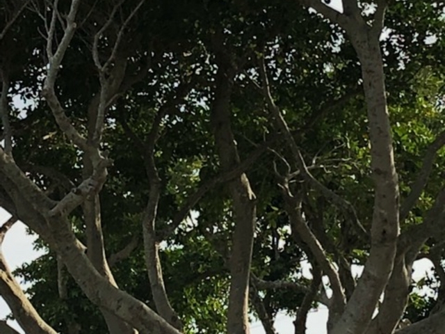 ����_�m���^�ǖL���e�̕�