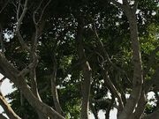 ���Ȃ���̒m���^�ǖL���e�̕�̓��e�ʐ^1