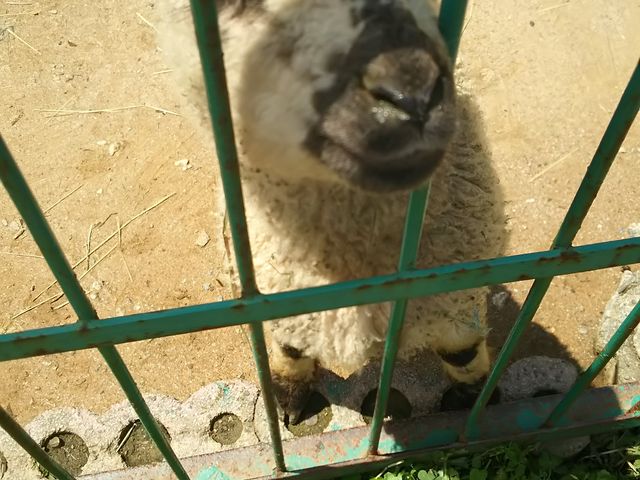 悵悵ł܂_rӂ邳Ƒ