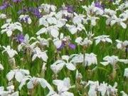 tXs[h̓։s^ԏҊ̓eʐ^1