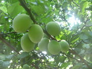 ibokororȉkĩE̓eʐ^1