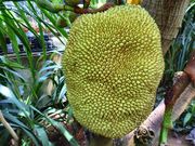 T{񂳂̔旧MъAق̓eʐ^1