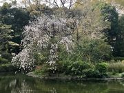 �߂̂�����̗L����{�L�O�����̍��̓��e�ʐ^2