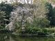めのうさんの有栖川宮記念公園の桜の投稿写真2