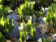 Ђ͂񂳂̐mԌQn̓eʐ^2