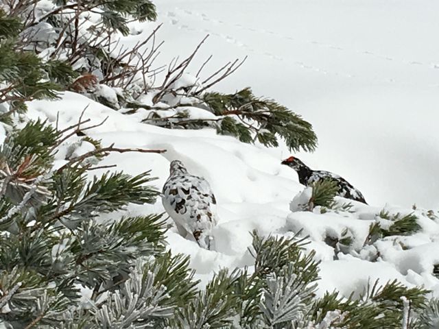 �@�I�X�ƃ��X��C�ł��܂����B_���R����