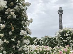 バラ園とマリンタワー_横浜マリンタワー