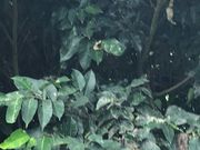 ���݂���̈ɐ����R�X�ь����̓��e�ʐ^1