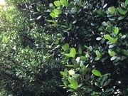 ݂̉ԐAQƃtNM؂̓eʐ^1