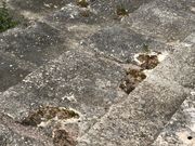 ���݂���̒��ԑ��L�˂̓��e�ʐ^1