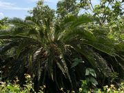 ���݂���̒���(�R�ǋy�ъR���̓���A���Q��)�̓��e�ʐ^1