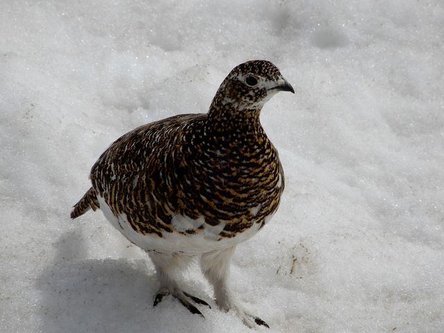 ���C�`���E��_�݂��肪�r