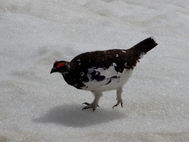 ���C�`���E��_�݂��肪�r