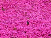 yosshy̎O񂿂̎ł̓eʐ^2