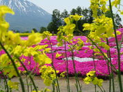 yosshy̎O񂿂̎ł̓eʐ^3