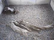 ܂[񂳂̘@@lȔ̓eʐ^1