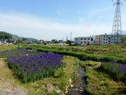 w-masa̔_̃AEAUA̓eʐ^2