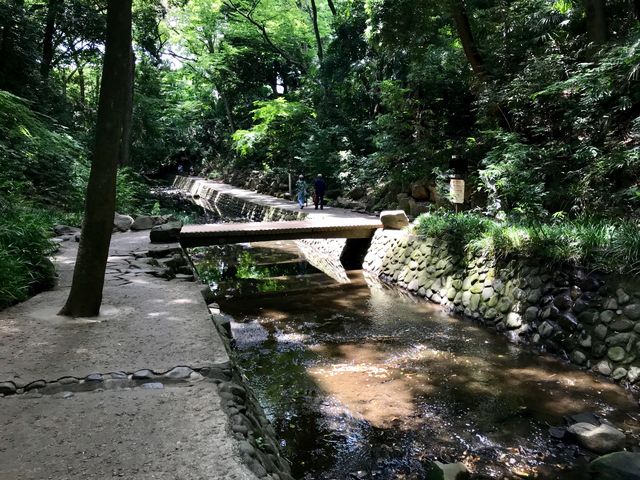 VC̗ǂǁAÂė肵Ă܂B_X͌kJ