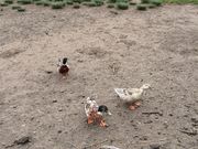 񂽂낤̂܂Ȃݖq̓eʐ^1